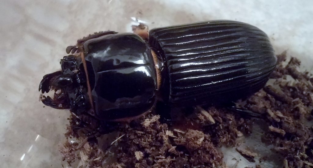 Kumbang Tanduk (Orycetes rhinoceros) 