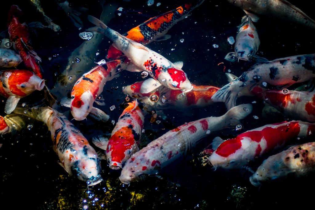 Ekspor Ikan Hias Dongkrak Ekonomi Indonesia