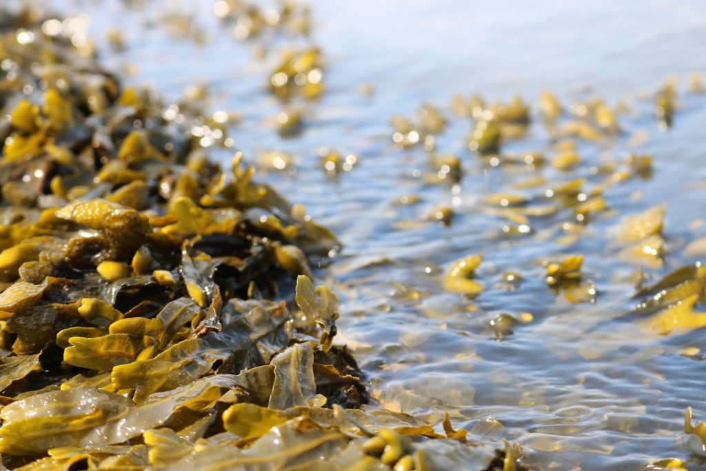 Hilirisasi untuk Menunjang Ekspor Rumput Laut 