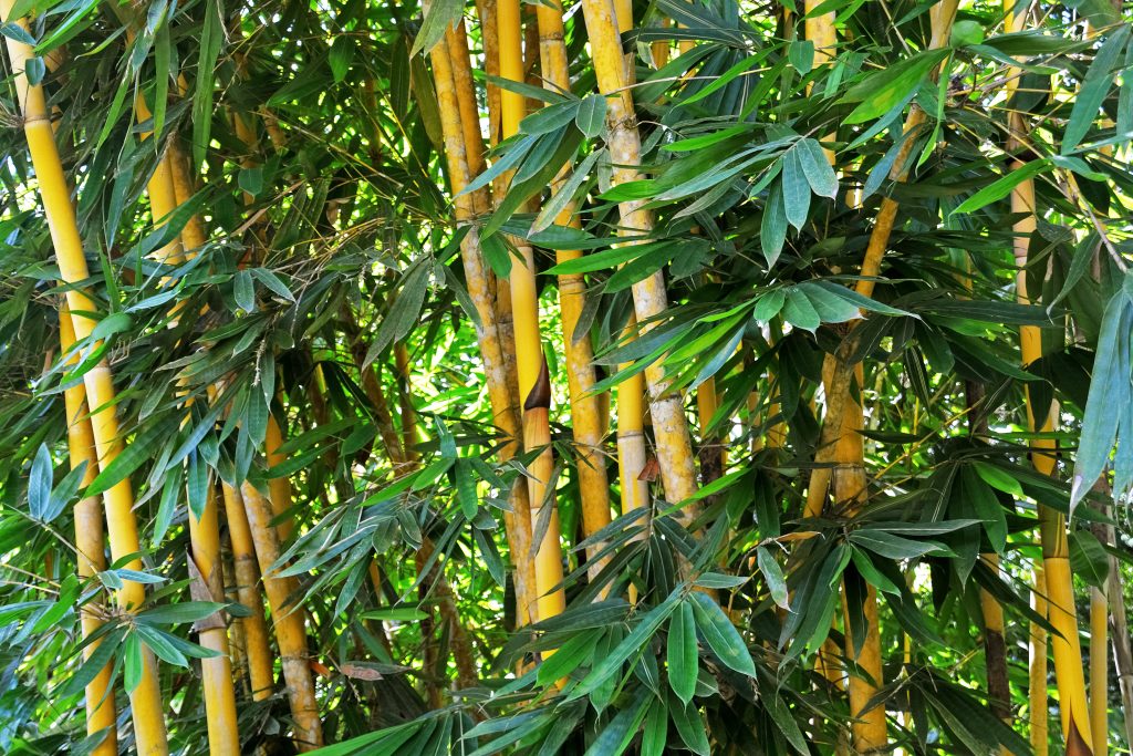 Jenis-Jenis Bambu yang Tumbuh di Indonesia, Wajib Diketahui 