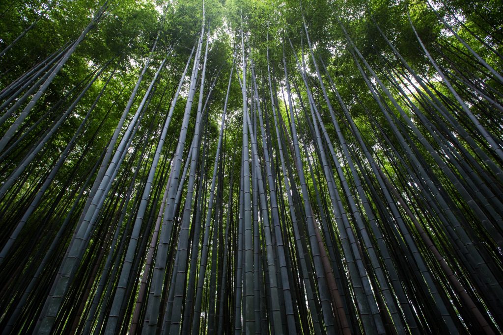 Pengertian Bambu... 