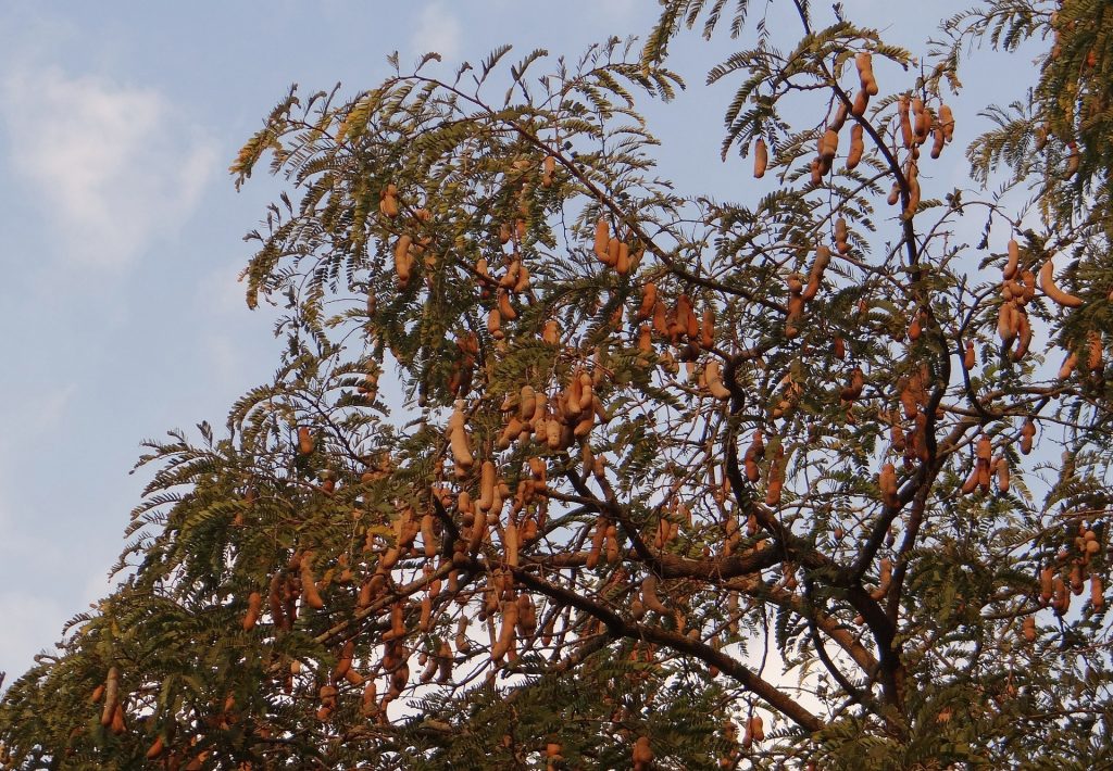 Pohon Asam Jawa 